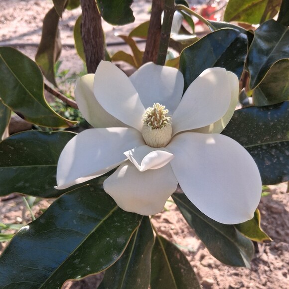 bellaresella